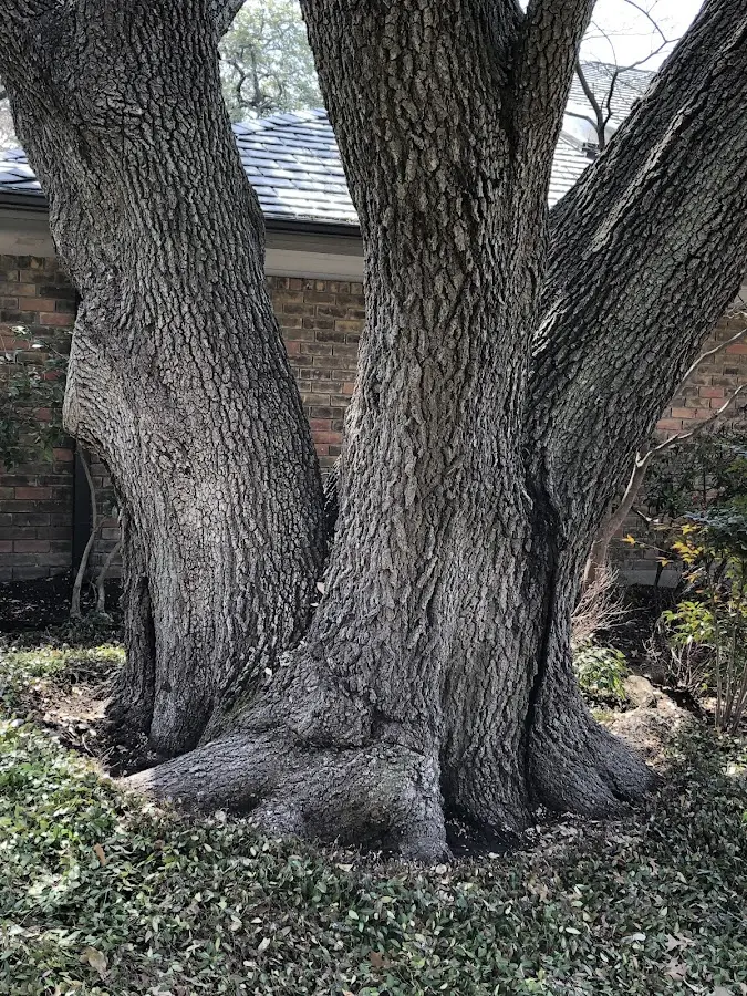 Mature heritage tree close to a Norborne property cared for by certified arborists